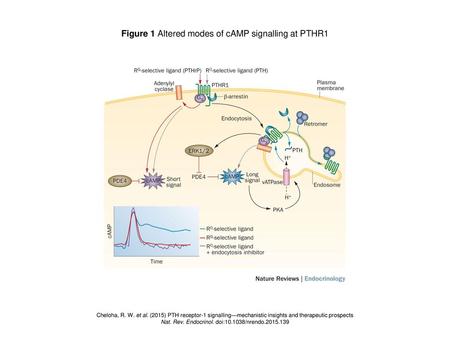 Figure 1 Altered modes of cAMP signalling at PTHR1