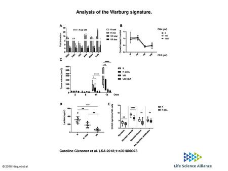 Analysis of the Warburg signature.