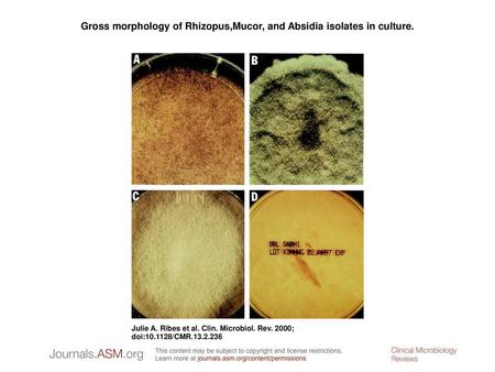 Gross morphology of Rhizopus,Mucor, and Absidia isolates in culture.