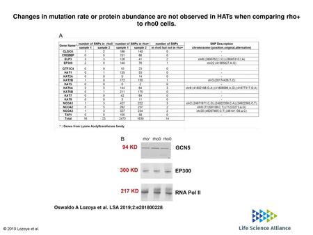 Changes in mutation rate or protein abundance are not observed in HATs when comparing rho+ to rho0 cells. Changes in mutation rate or protein abundance.