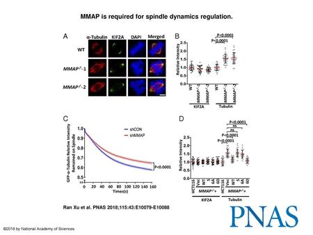 MMAP is required for spindle dynamics regulation.