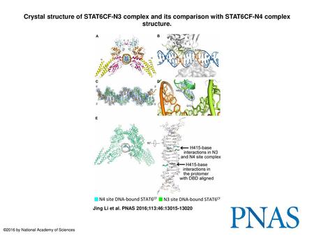 Crystal structure of STAT6CF-N3 complex and its comparison with STAT6CF-N4 complex structure. Crystal structure of STAT6CF-N3 complex and its comparison.