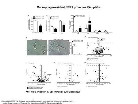 Macrophage-resident NRP1 promotes FA uptake.