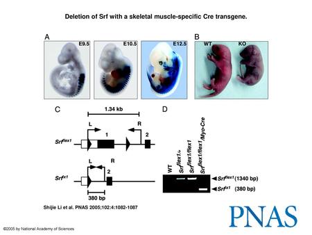 Deletion of Srf with a skeletal muscle-specific Cre transgene.