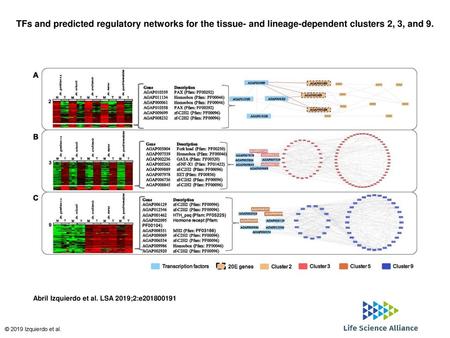 TFs and predicted regulatory networks for the tissue- and lineage-dependent clusters 2, 3, and 9. TFs and predicted regulatory networks for the tissue-