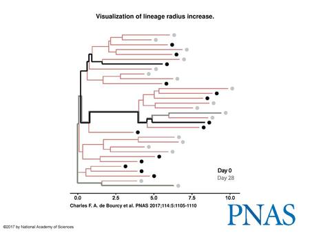 Visualization of lineage radius increase.