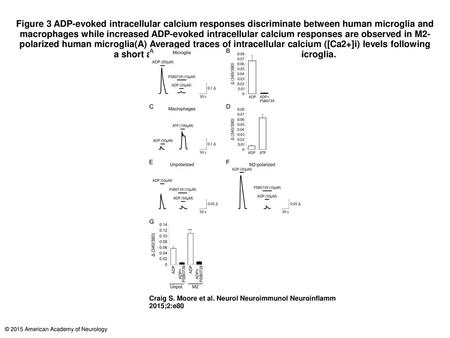 Figure 3 ADP-evoked intracellular calcium responses discriminate between human microglia and macrophages while increased ADP-evoked intracellular calcium.