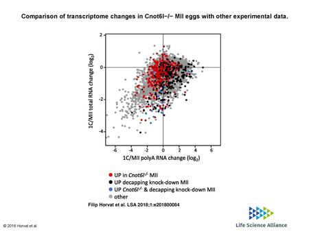 Comparison of transcriptome changes in Cnot6l−/− MII eggs with other experimental data. Comparison of transcriptome changes in Cnot6l−/− MII eggs with.