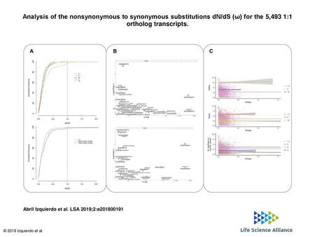 Analysis of the nonsynonymous to synonymous substitutions dN/dS (ω) for the 5,493 1:1 ortholog transcripts. Analysis of the nonsynonymous to synonymous.