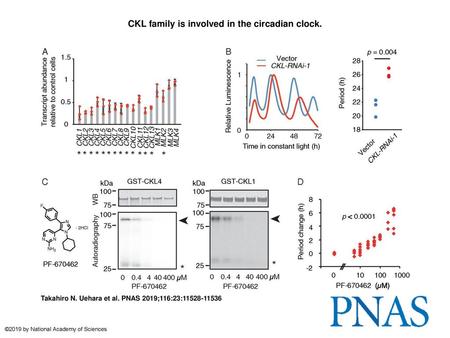 CKL family is involved in the circadian clock.