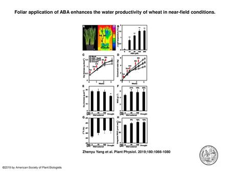 Foliar application of ABA enhances the water productivity of wheat in near-field conditions. Foliar application of ABA enhances the water productivity.