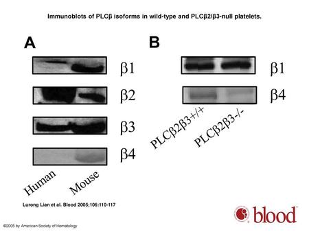 Immunoblots of PLCβ isoforms in wild-type and PLCβ2/β3-null platelets.