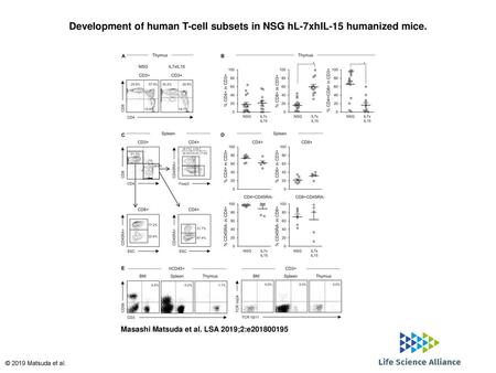 Development of human T-cell subsets in NSG hL-7xhIL-15 humanized mice.