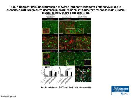 Fig. 7 Transient immunosuppression (4 weeks) supports long-term graft survival and is associated with progressive decrease in spinal regional inflammatory.