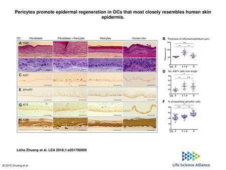 Pericytes promote epidermal regeneration in OCs that most closely resembles human skin epidermis. Pericytes promote epidermal regeneration in OCs that.