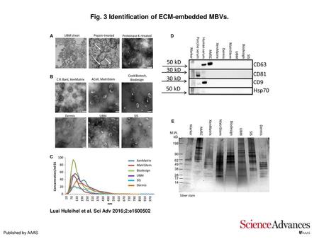 Fig. 3 Identification of ECM-embedded MBVs.