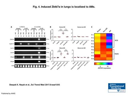 Fig. 4. Induced Zbtb7a in lungs is localized to AMs.