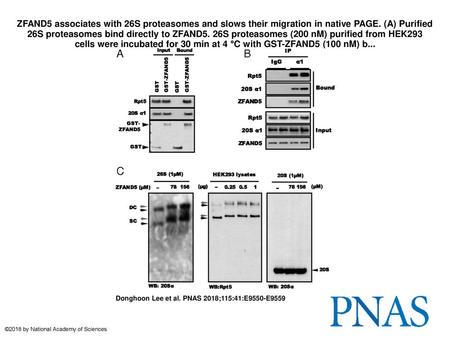 ZFAND5 associates with 26S proteasomes and slows their migration in native PAGE. (A) Purified 26S proteasomes bind directly to ZFAND5. 26S proteasomes.