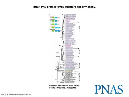 bHLH-PAS protein family structure and phylogeny.