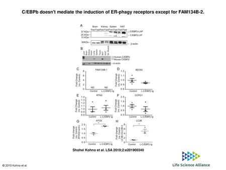 C/EBPb doesn't mediate the induction of ER-phagy receptors except for FAM134B-2. C/EBPb doesn't mediate the induction of ER-phagy receptors except for.