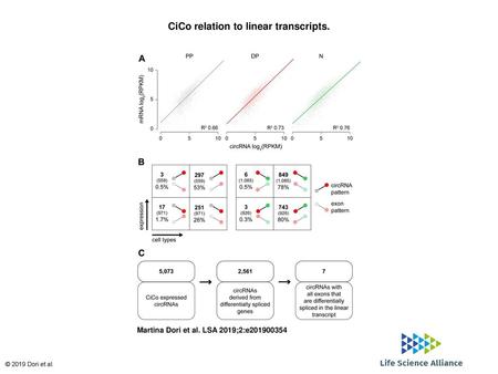 CiCo relation to linear transcripts.