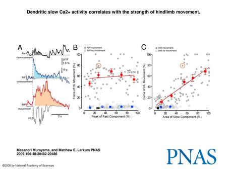 Dendritic slow Ca2+ activity correlates with the strength of hindlimb movement. Dendritic slow Ca2+ activity correlates with the strength of hindlimb movement.