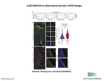 p-S6 S240/244 is observed across the V-SVZ lineage.