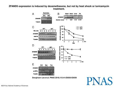 ZFAND5 expression is induced by dexamethasone, but not by heat shock or tunicamycin treatment. ZFAND5 expression is induced by dexamethasone, but not by.