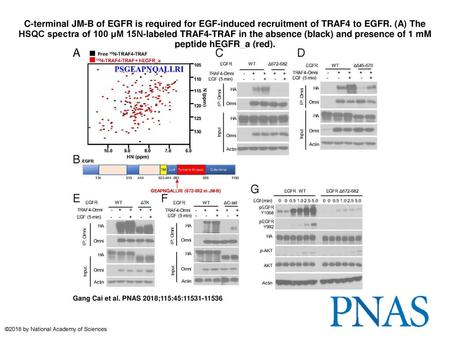 C-terminal JM-B of EGFR is required for EGF-induced recruitment of TRAF4 to EGFR. (A) The HSQC spectra of 100 μM 15N-labeled TRAF4-TRAF in the absence.