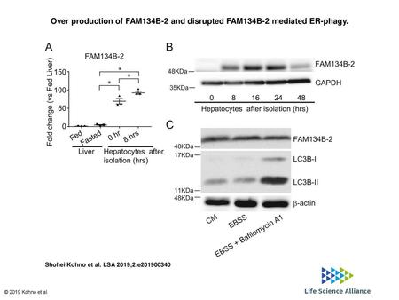 Over production of FAM134B-2 and disrupted FAM134B-2 mediated ER-phagy