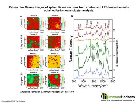 False-color Raman images of spleen tissue sections from control and LPS-treated animals obtained by k-means cluster analysis. False-color Raman images.