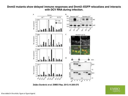 Dnmt2 mutants show delayed immune responses and Dnmt2–EGFP relocalizes and interacts with DCV RNA during infection. Dnmt2 mutants show delayed immune responses.