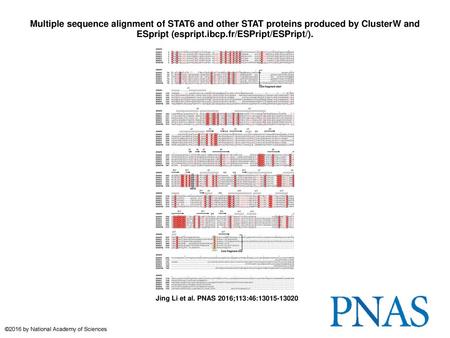 Multiple sequence alignment of STAT6 and other STAT proteins produced by ClusterW and ESpript (espript.ibcp.fr/ESPript/ESPript/). Multiple sequence alignment.