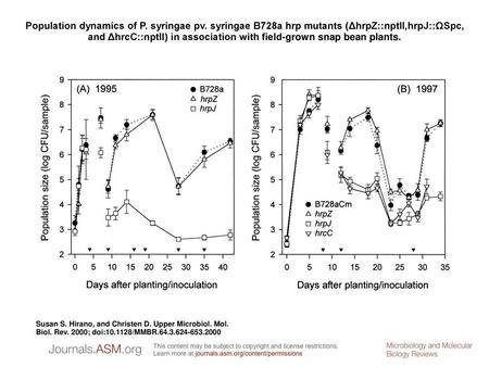 Population dynamics of P. syringae pv