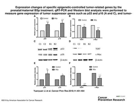 Expression changes of specific epigenetic-controlled tumor-related genes by the prenatal/maternal BSp treatment. qRT-PCR and Western blot analysis were.