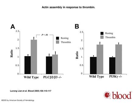 Actin assembly in response to thrombin.