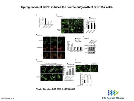 Up-regulation of BDNF induces the neurite outgrowth of SH-SY5Y cells.