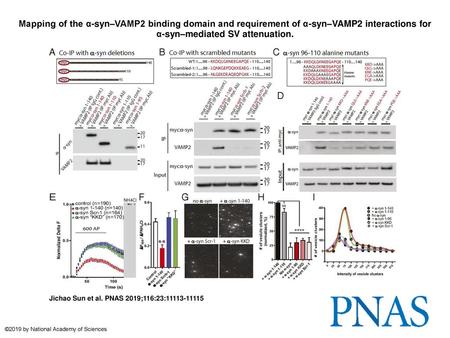 Mapping of the α-syn–VAMP2 binding domain and requirement of α-syn–VAMP2 interactions for α-syn–mediated SV attenuation. Mapping of the α-syn–VAMP2 binding.