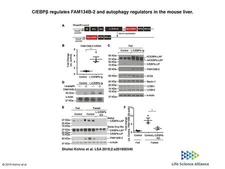 C/EBPβ regulates FAM134B-2 and autophagy regulators in the mouse liver