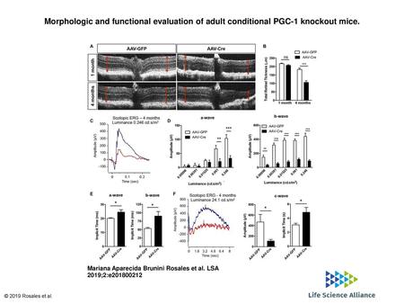 Morphologic and functional evaluation of adult conditional PGC-1 knockout mice. Morphologic and functional evaluation of adult conditional PGC-1 knockout.