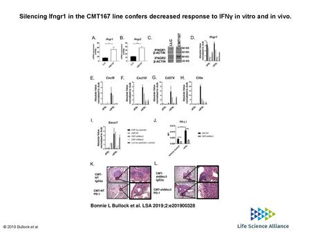 Silencing Ifngr1 in the CMT167 line confers decreased response to IFNγ in vitro and in vivo. Silencing Ifngr1 in the CMT167 line confers decreased response.