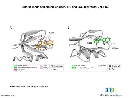 Binding mode of indirubin analogs, BIO and I3O, docked on DVL PDZ.