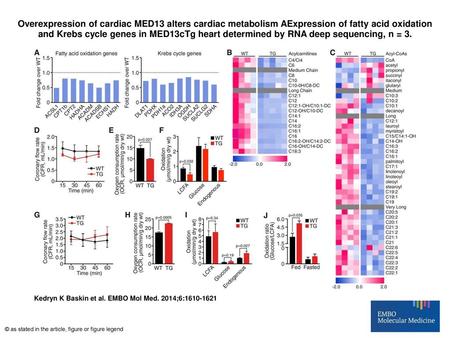 Overexpression of cardiac MED13 alters cardiac metabolism AExpression of fatty acid oxidation and Krebs cycle genes in MED13cTg heart determined by RNA.