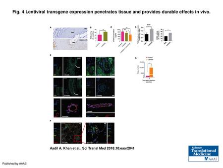 Fig. 4 Lentiviral transgene expression penetrates tissue and provides durable effects in vivo. Lentiviral transgene expression penetrates tissue and provides.