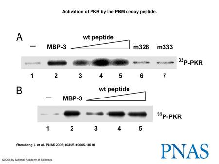 Activation of PKR by the PBM decoy peptide.