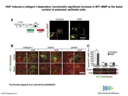 HGF induced a collagen I–dependent, functionally significant increase in MT1-MMP at the basal surface of polarized, epithelial cells. HGF induced a collagen.