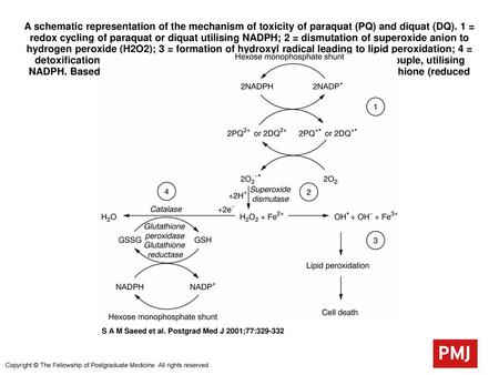 A schematic representation of the mechanism of toxicity of paraquat (PQ) and diquat (DQ). 1 = redox cycling of paraquat or diquat utilising NADPH; 2 =