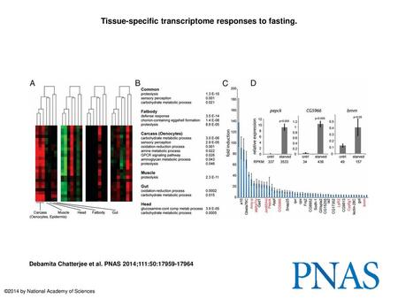 Tissue-specific transcriptome responses to fasting.