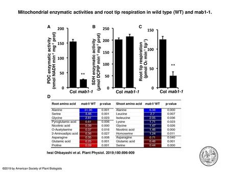 Mitochondrial enzymatic activities and root tip respiration in wild type (WT) and mab1-1. Mitochondrial enzymatic activities and root tip respiration in.