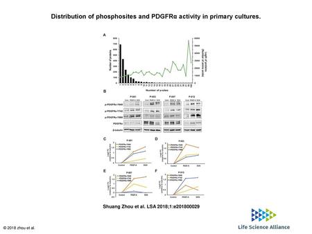 Distribution of phosphosites and PDGFRα activity in primary cultures.